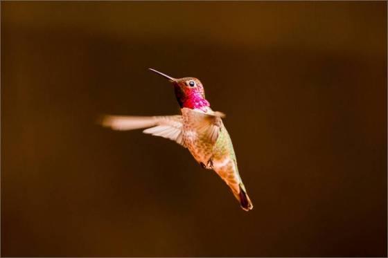 Anna's Hummingbird - 2014 © Christopher Martin